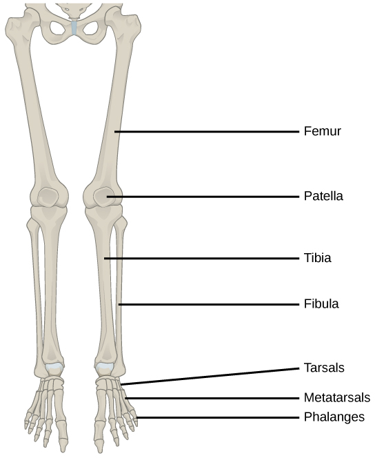 Illustration shows a leg. The bone of the upper leg is the femur. The tibia is the thicker, front bone of the lower leg, and the fibula is the rear bone. The tarsals are the bones of the ankle. The metatarsals are the bones of the foot, and the phalanges are the bones of the toes.