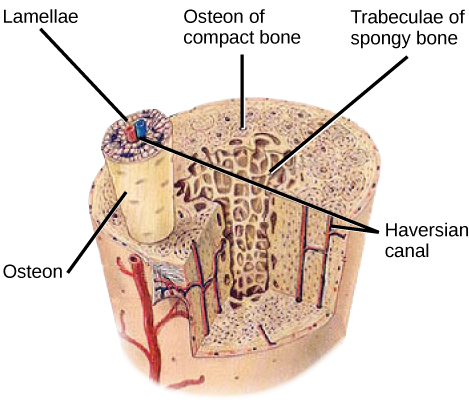 Illustration shows a cross-section of a bone. The compact outer part of the bone is made up of cylindrical osteons that run its length. Each osteon is made up of a matrix of lamellae that surround a central Haversian canal. Arteries, veins and nerve fibers run through the Haversian canals. The spongy inner bone consists of porous trabeculae.