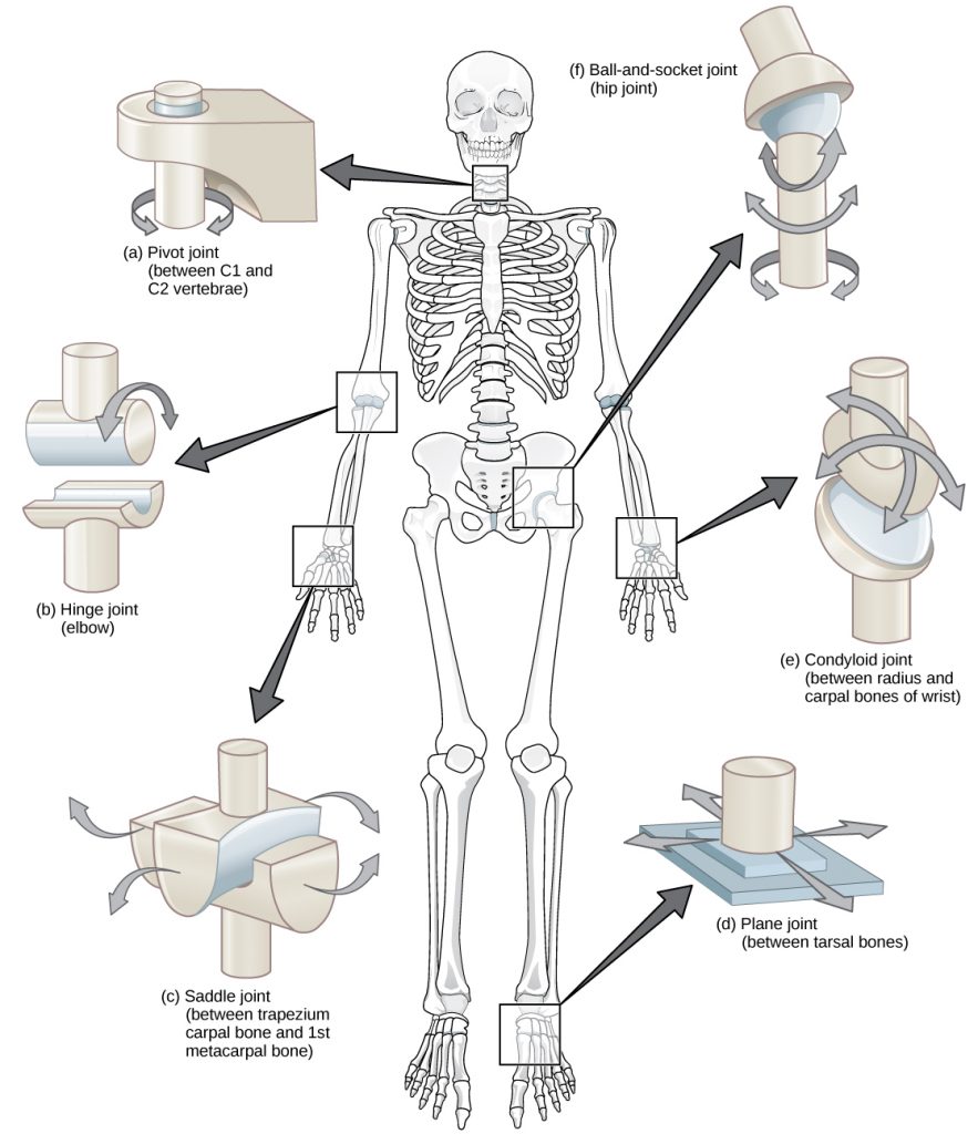 Illustration shows joints of the body. The neck is a pivot joint that allows rotation. The hip is a ball-and-socket joint that allows a swiveling movement. The elbow is a hinge joint that allows movement in one direction. The wrist has a saddle joint to allow back-and forth-movement, and a condyloid joint to allow up-and-down movement. The tarsals of the foot have a plane joint that allows back-and-forth movement.