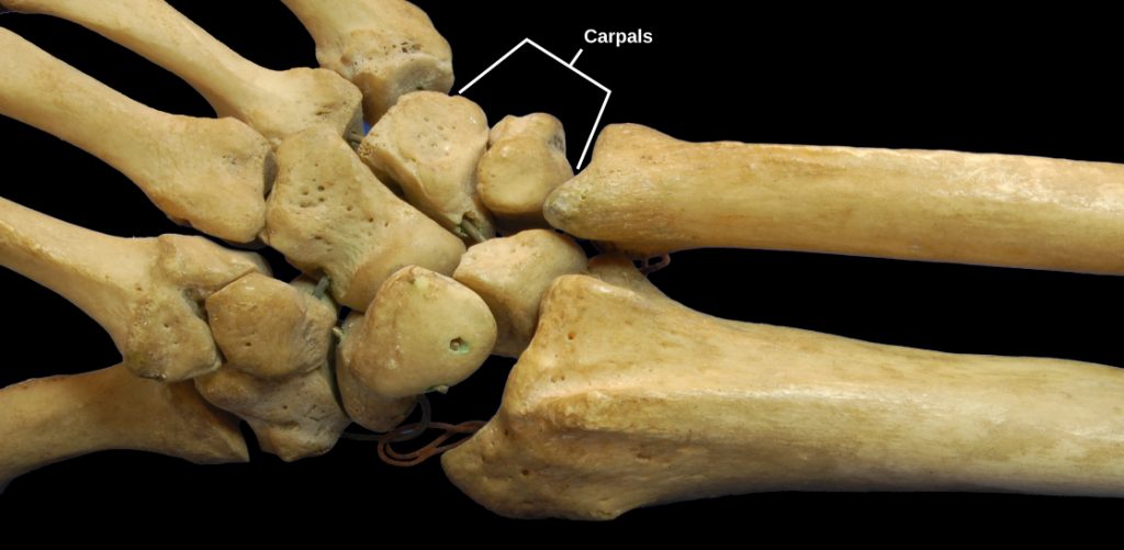 Photo shows a human hand skeleton. The radius and ulna of the forearm connect to several small, knobby bones in the wrist called carpals. Carpals, in turn, connect to bones in the wrist.