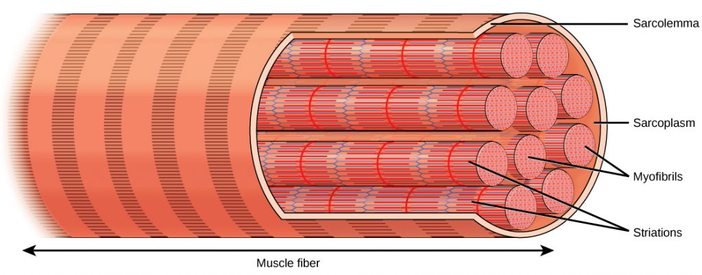 Illustration shows a long, tubular skeletal muscle cell that runs the length of a muscle fiber. Bundles of fibers called myofibrils run the length of the cell. The myofibrils have a banded appearance. The sarcolemma surrounds the bundle of fibers, and a sarcoplasm that exits around the muscle fibers.
