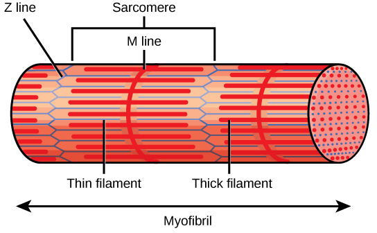 Illustration shows part of a tubular myofibril, which consists of many sarcomeres. Zigzagging lines, called Z lines, run perpendicular to the fiber. Each sarcomere starts at one Z line and ends at the next. A straight perpendicular line, called an M line, exists halfway between each Z line. Thick filaments extend out from the M lines, parallel to the length of the myofibril. Thin filaments extend from the Z lines, and extend into the space between the thick filaments.