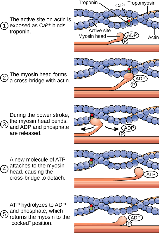 Illustration shows two actin filaments coiled with tropomyosin in a helix, sitting beside a myosin filament. Each actin filament is made of round actin subunits linked in a chain. A bulbous myosin head with A D P and Pi attached sticks up from the myosin filament. The contraction cycle begins when calcium binds to the actin filament, allowing the myosin head to from a cross bridge. During the power stroke, the myosin head bends and A D P and phosphate are released. As a result, the actin filament moves relative to the myosin filament. A new molecule of A T P binds to the myosin head, causing it to detach. The A T P hydrolyzes to A D P and Pi, returning the myosin head to the cocked position.