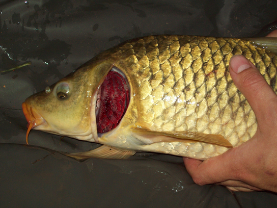 The photo shows a carp with a wedge of skin at the back of the head cut away, revealing pink gills.