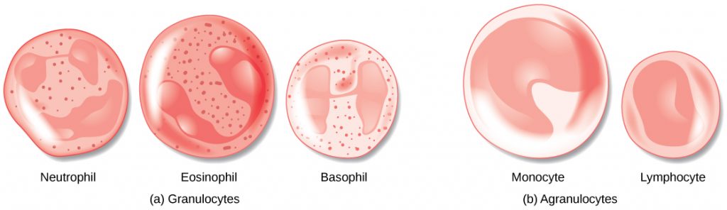 Illustration A shows the granulocytes, which include neutrophils, eosinophils, and basophils. The three cell types are similar in size, with lobed nuclei and granules in the cytoplasm. Illustration B shows agranulocytes, including lymphocytes and monocytes. The monocyte is somewhat larger than the lymphocyte and has a U-shaped nucleus. The lymphocyte has an oblong nucleus.