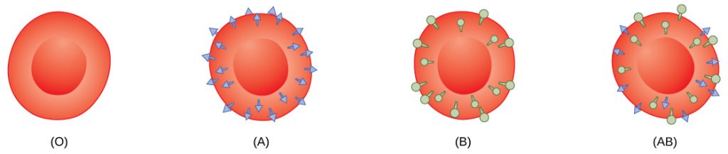 Type O, type A, type B and type A B red blood cells are shown. Type O cells do not have any antigens on their surface. Type A cells have A antigen on their surface. Type B cells have B antigen on their surface. Type A B cells have both antigens on their surface. The antigens appear as small protrusions on the cell surface.