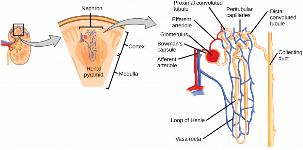 Illustration shows the nephron, a tube-like structure that begins in the kidney cortex. Here, arterioles converge in a bulb-like structure called the glomerulus, which is partly surrounded by a Bowmans capsule. Afferent arterioles enter the glomerulus, and efferent arterioles leave. The glomerulus empties into the proximal convoluted tubule. A long loop, called the loop of Henle, extends from the proximal convoluted tubule to the inner medulla of the kidney, and then back out to the cortex. There, the loop of Henle joins a distal convoluted tubule. The distal convoluted tubule joins a collecting duct, which travels from the medulla back into the cortex, toward the center of the kidney. Eventually, the contents of the renal pyramid empty into the renal pelvis, and then the ureter.