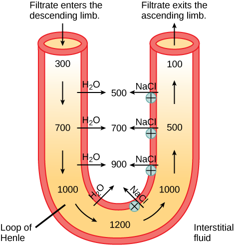 A U-shaped tube represents the loop of Henle. Filtrate enters the descending limb, and exits the ascending limb. The descending limb is water-permeable, and water travels from the limb to the interstitial space. As a consequence, the osmolality of the filtrate inside the limb increases from 300 milliosmoles per liter at the top to 1200 milliosmoles per liter at the bottom. The ascending limb is permeable to sodium and chloride ions. Because the osmolality inside bottom part of the limb is higher than the interstitial fluid, these ions diffuse out of the ascending limb. Higher up, sodium is actively transported out of the limb, and chloride follows. At the top of the ascending limb, the filtrate is 100 milliosmoles.