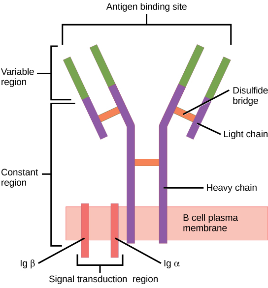 Illustration shows a B cell receptor that has two column-like subunits, called heavy chains, projecting up from the plasma membrane. Each column bends away from the other about halfway up, resulting in a Y-shaped structure. Two shorter subunits, called light chains, join the heavy chains after the bend. The upper portion of both the light and heavy chains is the variable region that makes up the antigen binding site. The bottom of both light and heavy chains forms the constant region. The signal transduction region consists of two proteins, I g beta and I g alpha, embedded in the plasma membrane, with projections on the cytoplasmic side.