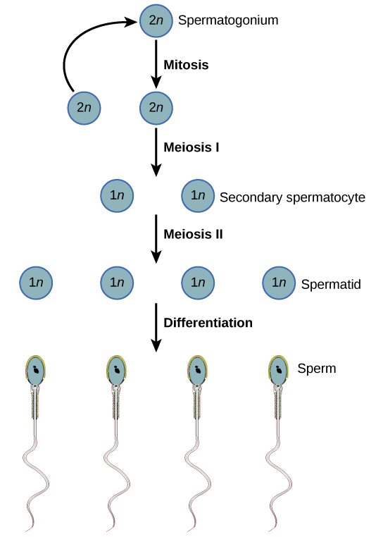 Spermatogenesis begins when the 2 n spermatogonium undergoes mitosis, producing more spermatagonia. The spermatogonia undergo meiosis I, producing haploid 1 n secondary spermatocytes, and meiosis I I, producing spermatids. Differentiation of the spermatids results in mature sperm.