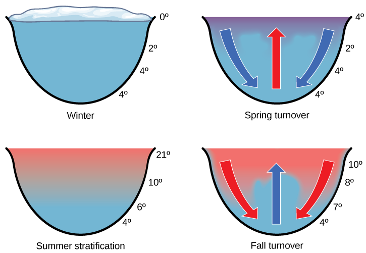 The illustration shows a cross-section of a lake in four different seasons. In winter, the surface of the lake is frozen with a temperature of 0 degrees upper case C. The temperature at the bottom of the lake is 4 degrees upper case C, and the temperature just beneath the surface is 2 degrees C. During the spring turnover, the surface ice melts and warms to 4 degrees C. At this temperature, the surface water is denser than the 2 degree C water beneath; therefore, it sinks. In summertime, the surface of the lake is 21 degrees C, and the temperature decreases with depth, to 4 degrees C at the bottom. During the fall turnover, the warm surface water cools to about 10 degrees C; thus, it becomes denser and sinks.