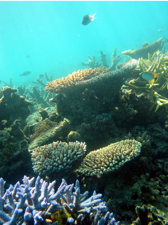 In this photo, several fish are swimming among coral. The coral at the front of the photo is blue with branched arms. Further back are anvil-shaped corals.