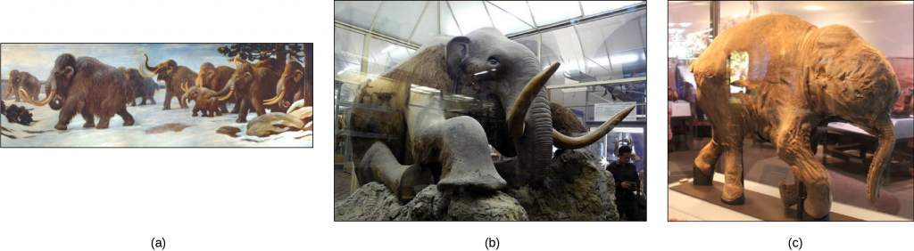 Three depictions of mammoths are shown. They are large, elephant like creatures covered in fur and have long tusks. Photo a shows a painting of mammoths walking in the snow. Photo b shows a stuffed mammoth sitting in a museum display case. Photo c shows a mummified baby mammoth, also in a display case. Photo (b) shows a stuffed mammoth sitting in a museum display case. Photo (c) shows a mummified baby mammoth, also in a display case.