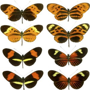 Photos show four pairs of butterflies that are virtually identical to one another in color and banding pattern.