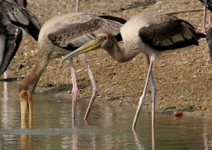 Photo shows long-legged storks standing in water. These birds have long, thick beaks that are pointed at the tips.