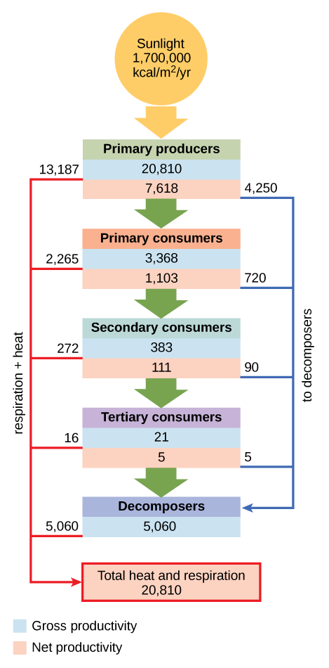 Flow chart shows that the ecosystem absorbs 1,700,00 calories per meter squared per year of sunlight. Primary producers have a gross productivity of 20,810 calories per meter squared per year. 13,187 calories per meter squared per year is lost to respiration and heat, so the net productivity of primary producers is 7,618 calories per meter squared per year. 4,250 calories per meter squared per year is passed on to decomposers, and the remaining 3,368 calories per meter squared per year is passed on to primary consumers. Thus, the gross productivity of primary consumers is 3,368 calories per meter squared per year. 2,265 calories per meter squared per year is lost to heat and respiration, resulting in a net productivity for primary consumers of 1,103 calories per meter squared per year. 720 calories per meter squared per year is lost to decomposers, and 383 calories per meter squared per year becomes the gross productivity of secondary consumers. 272 calories per meter squared per year is lost to heat and respiration, so the net productivity for secondary consumers is 111 calories per meter squared per year. 90 calories per meter squared per year is lost to decomposers, and the remaining 21 calories per meter squared per year becomes the gross productivity of tertiary consumers. Sixteen calories per meter squared per year is lost to respiration and heat, so the net productivity of tertiary consumers is 5 calories per meter squared per year. All this energy is lost to decomposers. In total, decomposers use 5,060 calories per meter squared per year of energy, and 20,810 calories per meter squared per year is lost to respiration and heat.