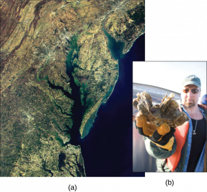 Satellite image shows the Chesapeake Bay. Inset is a photo of a man holding a clump of oysters.