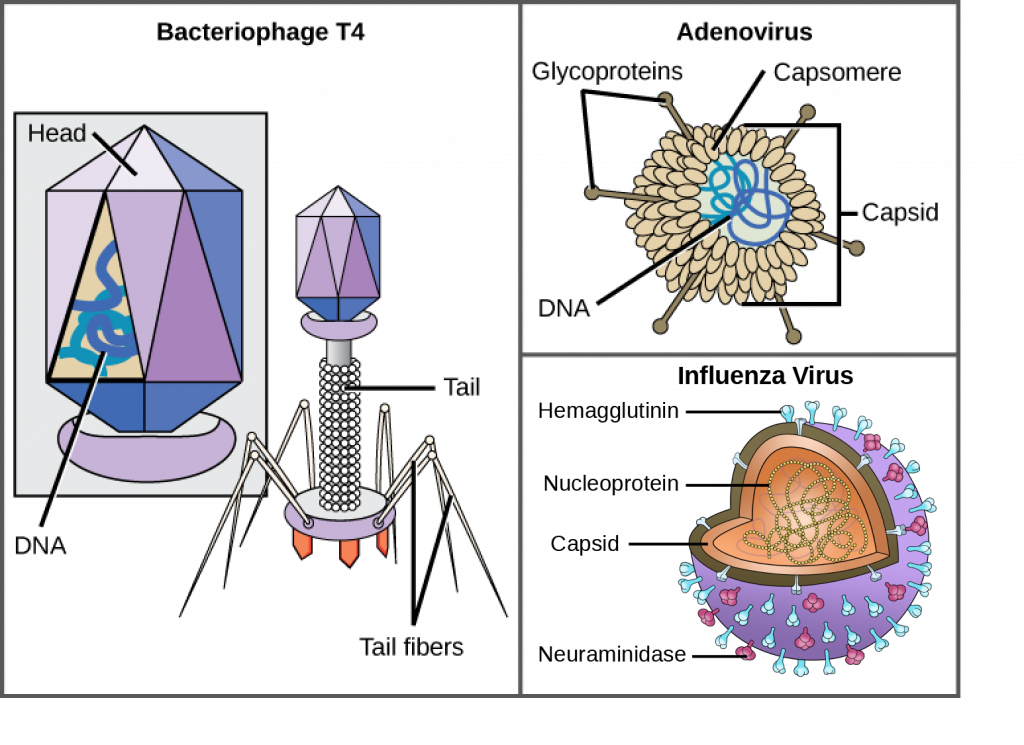Illustration a shows bacteriophage T 4, which houses its D N A genome in a hexagonal head. A long, straight tail extends from the bottom of the head. Tail fibers attached to the base of the tail are bent, like spider legs. In b, adenovirus houses its D N A genome in a round capsid made from many small capsomere subunits. Glycoproteins extend from the capsomere, like pins from a pincushion. In c, the H I V retrovirus houses its R N A genome and a bullet-shaped capsid. A spherical viral envelope, lined with matrix proteins, surrounds the capsid. Two different varieties of glycoprotein spike are embedded in the envelope. Approximately 80 percent of the spikes are hemagglutinin. The remaining 20 percent or so of the glycoprotein spikes consist of neuraminidase.