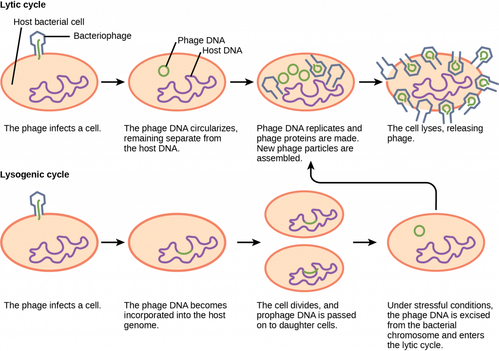 The bacteriophage lytic cycle begins when the phage attaches via a slender stalk to the host cell. Linear DNA from the viral head is injected into the host cell. The phage DNA circularizes, remaining separate from the host DNA. The phage DNA replicates, and new phage proteins are made. New phage particles are assembled. The cell lyses, releasing the phage. The bacteriophage lysogenic cycle begins the same way as the lytic cycle, with phage infecting a host cell. However, the phage DNA becomes incorporated into the host genome. The cell divides, and phage DNA is passed on to daughter cells. Under stressful conditions, the phage DNA is excised from the bacterial chromosome and enters the lytic cycle.