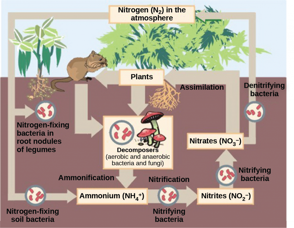 This illustration shows the role of bacteria in the nitrogen cycle. Nitrogen-fixing bacteria in root nodules of legumes convert nitrogen gas, or upper case N 2, into organic nitrogen found in plants. Nitrogen-fixing soil bacteria produce ammonium ion, or upper N upper H 4 plus sign. Decomposers, including bacteria and fungi, decompose organic matter, also releasing upper N upper H 4 plus sign. Nitrification is the process by which nitrifying bacteria produce nitrites, shown as upper N upper O 2 negative, and nitrates, shown as upper N upper O 3 negative. Nitrates are assimilated by plants, then animals, then decomposers. Denitrifying bacteria convert nitrates to nitrogen gas, completing the cycle.