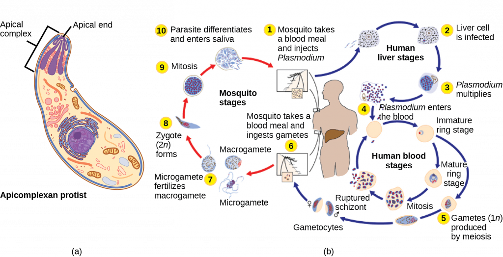 Illustration A shows an oval cell that has a narrow end and a wide end. The apical complex is located at the narrow end. The three branches of this complex narrow and join at the apical, or narrow, end of the cell. Illustration b shows the life cycle of Plasmodium, which causes malaria. The plasmodium life cycle begins when a mosquito takes a blood meal and injects Plasmodium into the bloodstream. The Plasmodium enters the liver where it multiplies, and eventually reenters the blood. In the blood it enters the ring stage, so called because the cell is curled into a ring shape. The Ring stage may multiply by mitosis or it may undergo meiosis, forming new 1n gametes of male or female sex types. When a mosquito takes a blood meal from an infected host the gametes are ingested. A smaller gamete sex type, called a microgamete, fertilizes a larger sex type, called a macrogamete, producting a 2n zygote. The zygote undergoes mitosis and differentiation. It enters the saliva where it can be injected into another host, completing the cycle.