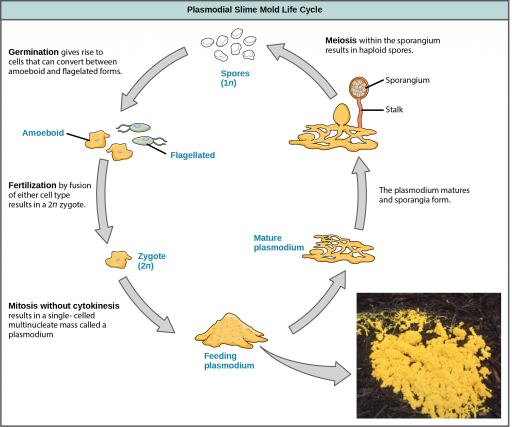 Illustration shows the plasmodium slime mold life cycle, which begins when 1n spores germinate, giving rise to cells that can convert between amoeboid and flagellated forms. Fertilization of either cell type results in a 2n zygote. The zygote undergoes mitosis without cytokinesis, resulting in a single-celled, multinucleate mass visible to the naked eye. A photo inset shows that the plasmodium is bright yellow and looks like vomit. As the plasmodium matures, holes form in the center of the mass. Stalks with bulb-shaped sporangia at the top grow up from the mass. Spores are released when the sporangia burst open, completing the cycle.