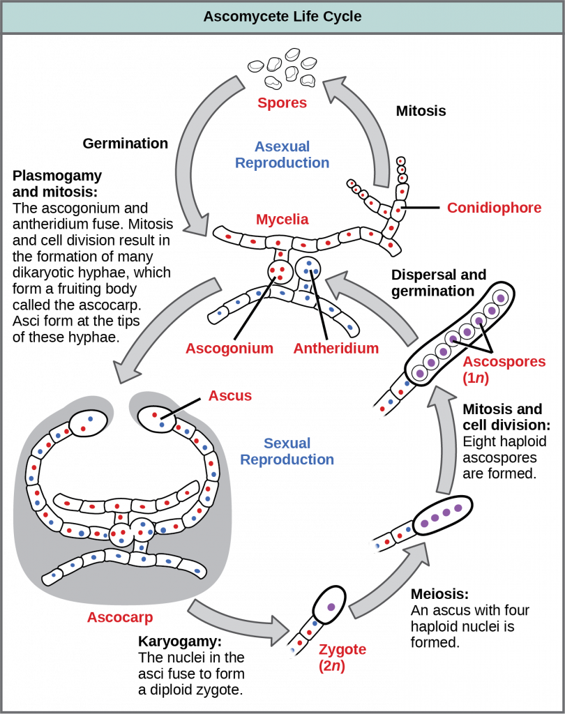 Ascomycetes have both sexual and asexual life cycles. In the asexual life cycle, the haploid (1n) mycelium branches into a chain of cells called the conidiophore. Spores bud from the end of the conidiophore and germinate to form more mycelia. In the sexual life cycle, a round structure called an antheridium buds from the male strain, and a similar structure called the ascogonium buds from the female strain. In a process called plasmogamy, the ascogonium and antheridium fuse to form a cell with multiple haploid nuclei. Mitosis and cell division result in the growth of many hyphae, which form a fruiting body called the ascocarp. The hyphae are dikaryotic, meaning they have two haploid nuclei. Asci form at the tips of these hyphae. In a process called karyogamy, the nuclei in the asci fuse to form a diploid (2n) zygote. The zygote undergoes meiosis without cell division, resulting in an ascus with four 1n nuclei arranged in a row. Each nucleus undergoes mitosis, resulting in eight ascospores, which are also arranged in a row at the tip of the hyphae. Dispersal and germination results in the growth of new mycelia.