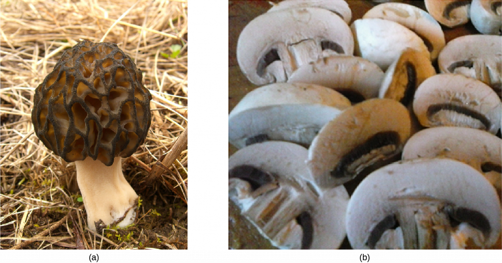 Part a Photo shows a mushroom with a convoluted black cap. Part b shows a pile of sliced mushrooms similar to ones people would see in a food store.