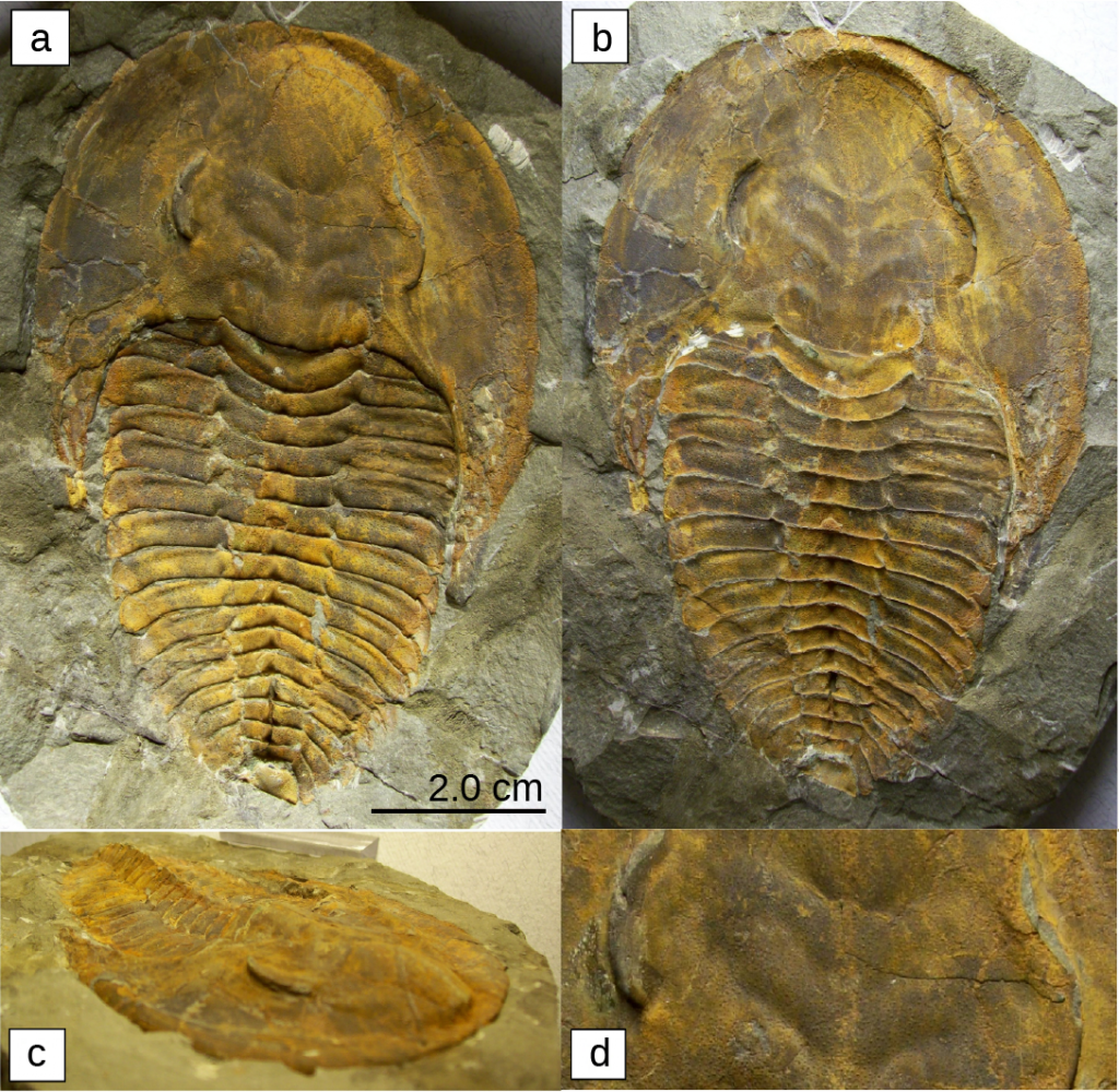 Photos a, b, c, d show four trilobite fossils. All are teardrop shaped, with a smooth wide end. About one-third of the way down, the body is segmented into horizontal ridges.