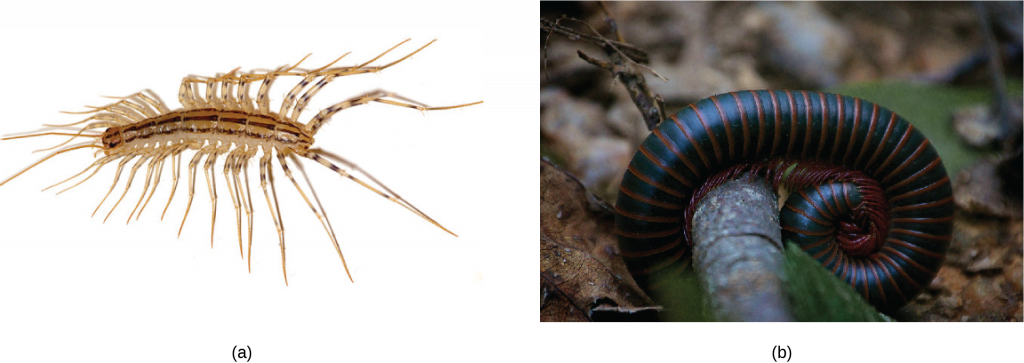 On the left is an illustration of a centipede. On the right is a photograph.
