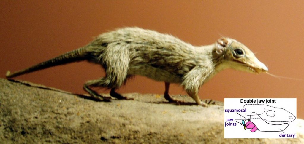 Image of a morganucodonts