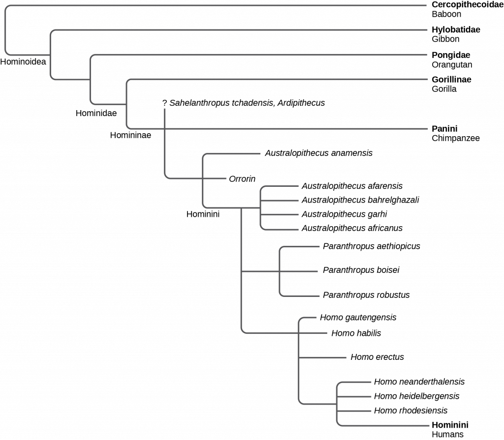 The evolutionary tree shows the relationship between humans and the great apes. All great apes, including baboons, gibbons, orangutans, gorillas, chimpanzees, humans, and human ancestors, belong in the superfamily Hominoidea. Of these great apes, all but baboons and gibbons belong in the family Hominidae. Gorillas, chimpanzees, humans, and human ancestors belong in the subfamily Homininae. Humans and their direct ancestors belong in the tribe Hominini.