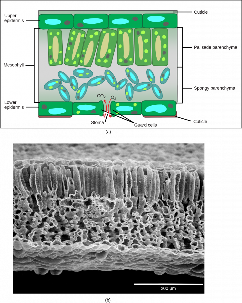 Part A is a leaf cross section illustration. A flat layer of rectangular cells make up the upper and lower epidermis. A cuticle layer protects the outside of both epidermal layers. A stomatal pore in the lower epidermis allows carbon dioxide to enter and oxygen to leave. Oval guard cells surround the pore. Sandwiched between the upper and lower epidermis is the mesophyll. The upper part of the mesophyll is comprised of columnar cells called palisade parenchyma. The lower part of the mesophyll is made up of loosely packed spongy parenchyma. Part B is a scanning electron micrograph of a leaf in which all the layers described above are visible. Palisade cells are about 50 microns tall and 10 microns wide and are covered with tiny bumps, which are the chloroplasts. Spongy cells smaller and irregularly shaped. Several large bumps about 20 microns across project from the lower surface of the leaf.