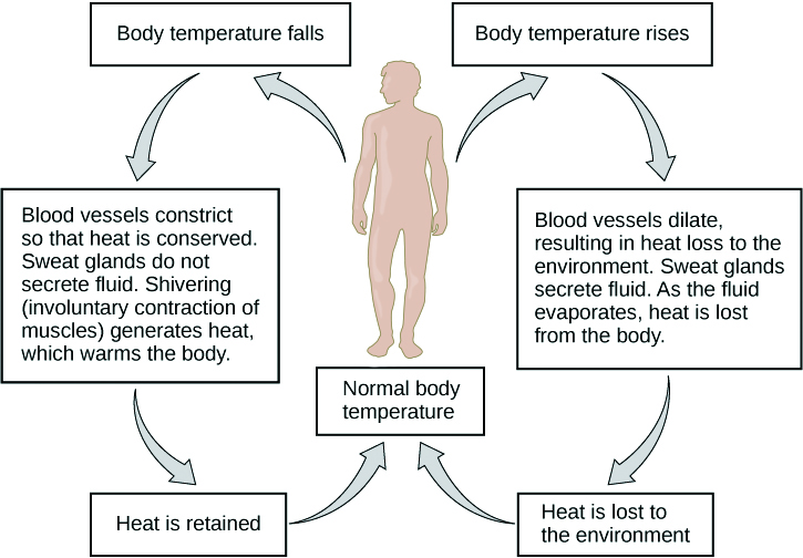 Flow chart shows how normal body temperature is maintained. If the body temperature rises, blood vessels dilate, resulting in loss of heat to the environment. Sweat glands secrete fluid. As this fluid evaporates, heat is lost form the body. As a result, the body temperature falls to normal body temperature. If body temperature falls, blood vessels constrict so that heat is conserved. Sweat glands do not secrete fluid. Shivering (involuntary contraction of muscles) releases heat which warms the body. Heat is retained, and body temperature increases to normal.