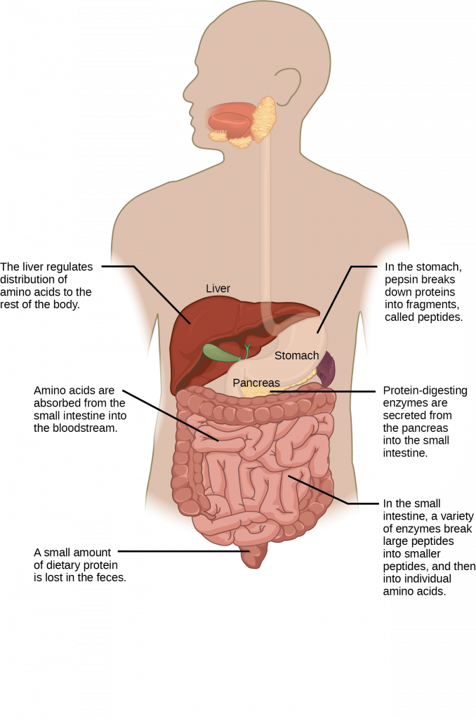 Protein digestion begins in the stomach, where pepsin breaks proteins down into fragments, called peptides. Further digestion occurs in the small intestine, where a variety of enzymes break peptides down into smaller peptides, and then into individual amino acids. Several of the protein-digesting enzymes found in the small intestine are secreted from the pancreas. Amino acids are absorbed from the small intestine into the blood stream. The liver regulates the distribution of amino acids to the rest of the body. A small amount of dietary protein is lost in the feces.