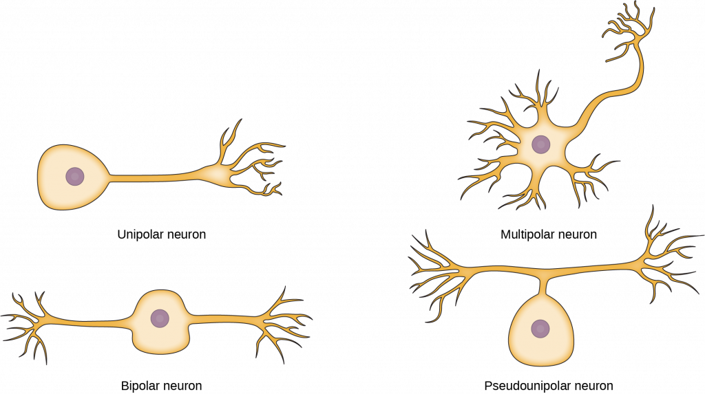 The unipolar cell has a single, long axon extending from the cell body. The bipolar neuron has two axons projecting from opposite sides of the cell body. The multipolar neuron has one long axon and several short, highly branched axons extending in all directions. The pseudounipolar neuron has one axon that forms two branches a short distance from the cell body, each of which extends in a different direction.