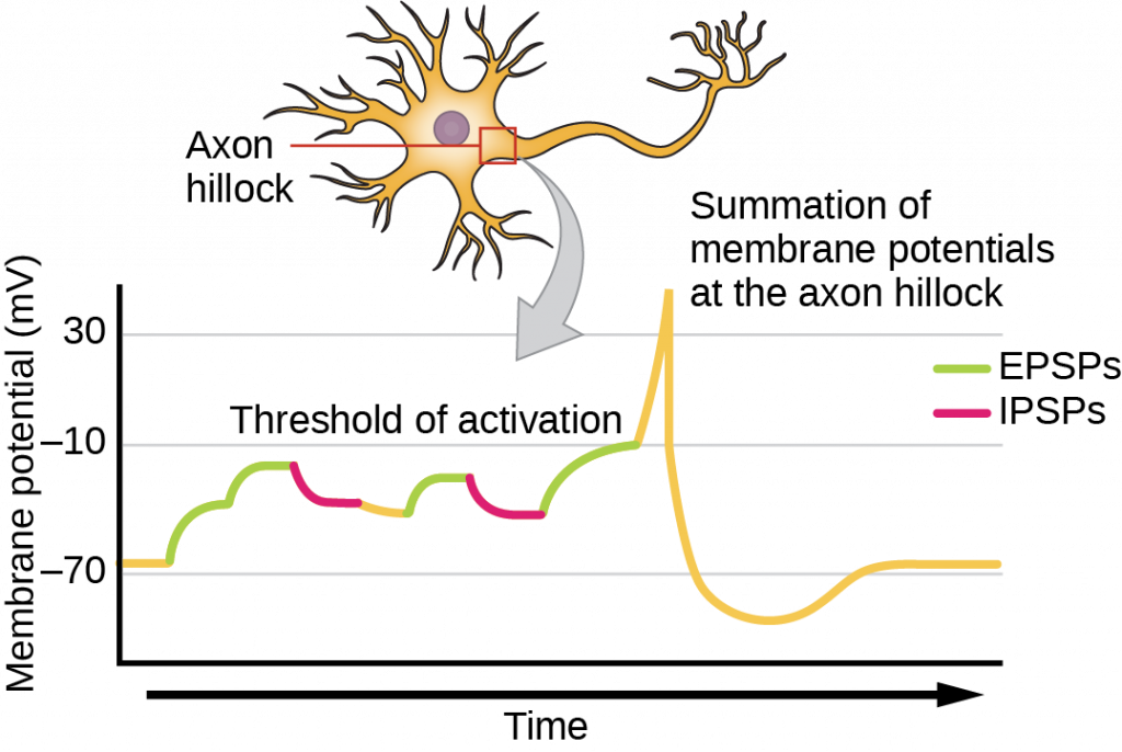 Illustration shows the location of the axon hillock, which is the area connecting the neuron body to the axon. A graph shows the summation of membrane potentials at the axon hillock, plotted as membrane potential in millivolts versus time. Initially, the membrane potential at the axon hillock is minus 70 millivolts. A series of E P S Ps and I P S Ps cause the potential to rise and fall. Eventually, the potential increases to the threshold of excitation. At this point the nerve fires, resulting in a sharp increase in membrane potential, followed by a rapid decrease. The hillock becomes hyperpolarized such that the membrane potential is lower than the resting potential. The hillock then gradually returns to the resting potential.