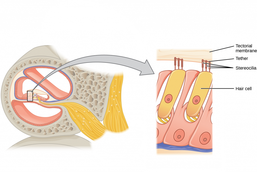 This diagram shows the structure of the hair cell. The right panel shows a magnified view of the hair cell. The hair cell is a mechanoreceptor with an array of stereocilia emerging from its apical surface. The stereocilia are tethered together by proteins that open ion channels when the array is bent toward the tallest member of their array, and closed when the array is bent toward the shortest member of their array.