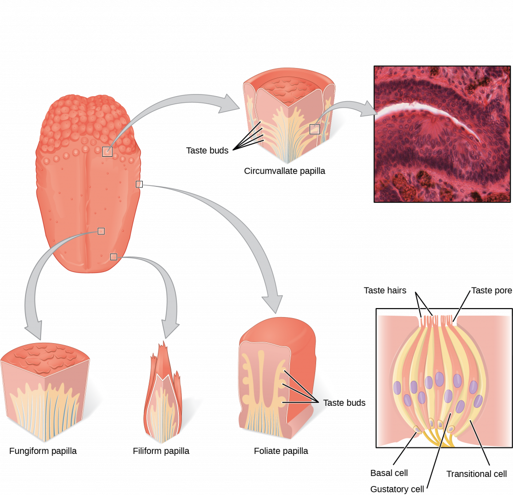 The left panel shows the image of a tongue with callouts that show magnified views of different parts of the tongue. The right panel shows a micrograph of the circumvallate papilla, and the bottom right panel shows the structure of a taste bud. At the surface, the taste bud has hair like projects that are labeled taste hairs. These extend up through a taste pore, and lead to a basal cell, gustatory cell, and transitional cell.