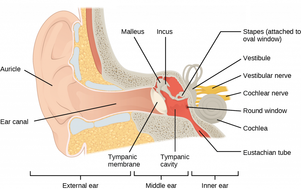 This image shows the structure of the ear with the major parts labeled. The external ear contains the auricle, ear canal, and tympanic membrane. The middle ear contains the ossicles and is connected to the pharynx by the Eustachian tube. The inner ear contains the cochlea and vestibule, which are responsible for audition and equilibrium, respectively.