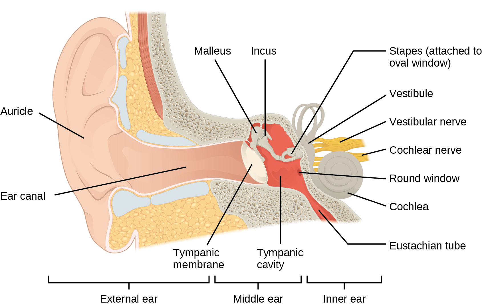 A diagram of the the inside of an ear