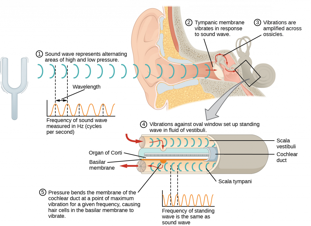 This diagram shows how sound waves travel through the ear, and each step details the process. A sound wave causes the tympanic membrane to vibrate. This vibration is amplified as it moves across the malleus, incus, and stapes. The amplified vibration is picked up by the oval window causing pressure waves in the fluid of the scala vestibuli and scala tympani. The complexity of the pressure waves is determined by the changes in amplitude and frequency of the sound waves entering the ear.