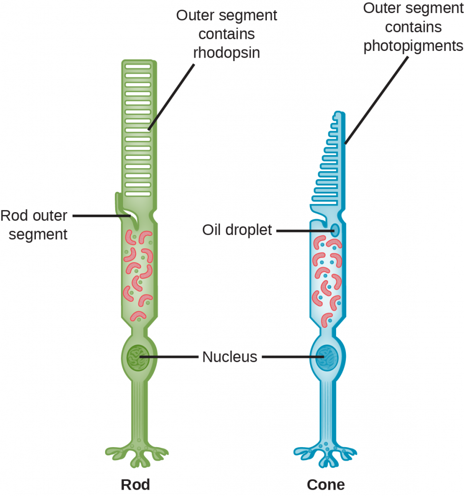This illustration shows that rods and cones are both long, column-like cells with the nucleus located in the bottom portion. The rod is longer than the cone. The outer segment of the rod contains rhodopsin. The outer segment of the cone contains other photo-pigments. An oil droplet is located beneath the outer segment.
