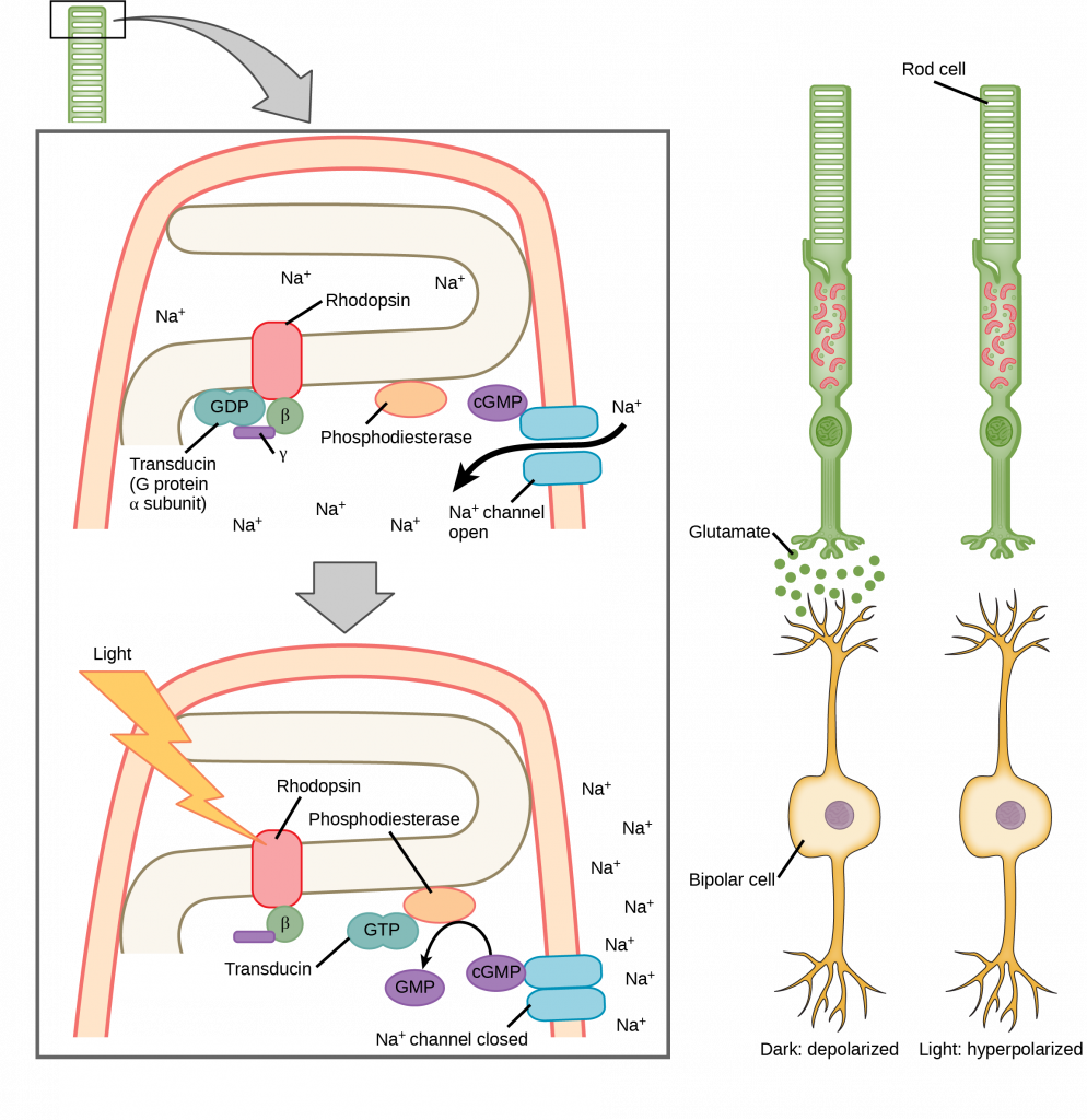 Illustration A shows the signal transduction pathway for rhodopsin, which is located in internal membranes at the top of rod cells. When light strikes rhodopsin, a G protein called transducing is activated. Transducin has three subunits, alpha, beta and gamma. Upon activation, G D P on the alpha subunit is replaced with G T P. The subunit dissociates, and binds phosphodiesterase. Phosphodiesterase, in turn, converts c G M P to G M P, which closes sodium ion channels. As a result, sodium can no longer enter the cell, and the membrane becomes hyperpolarized. Illustration b shows that the tall, thin rod cell is stacked on top of a bipolar nerve cell. In the dark the membrane is depolarized, and glutamate is released from the rod cell to the axon terminal of the bipolar cell. In the light, no glutamate is released.