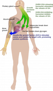 Regulation Of Body Processes Biology Part Ii