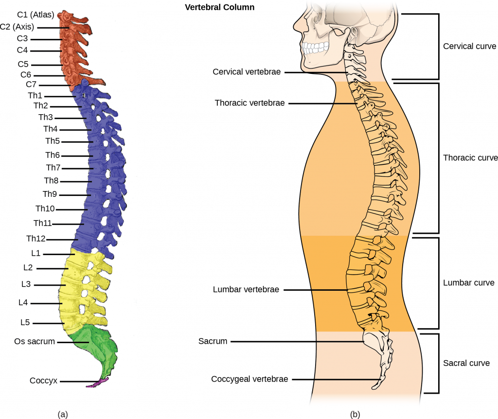 Illustration A shows all the vertebrae in a vertebral column. Illustration B shows that different sections of vertebrae curve in different directions. The cervical vertebrae in the neck curve toward the front of the body. The top cervical vertebrae is called the atlas, or c 1. The next bone down is the c 2, or axis. There are 7 cerebral vertebrae. Next are the thoracic vertebrae, which extend from the neck to the bottom of the rib cage, curve toward the back of the body. These are labeled as T h 1, which is the first thoracic vertebrae below the cervicals, to t h 12, which is the lowest of the thoracic vertebrae. Next are the lumbar vertebrae, which extend to the bottom of the back, curve toward the front again. These lumbar vertebrae are labeled L 1, which is the next vertebrae below the thoracics, thorugh L 5, which is the lowest lumbar vertebrae. The sacrum and the coccygeal vertebrae make up the sacral curve that curves toward the back. The sacrum is above the coccyx.