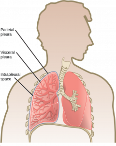 The illustration shows human lungs. Each lung is covered by an inner visceral pleura and an outer parietal pleura. The intrapleural space is the space between the two membranes.