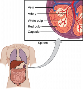 Illustration shows a cross section of a part of a spleen, which is located the upper left part of the abdomen. The spleen is divided into oval quadrants. At the center of these quadrants is white pulp, and at the periphery is red pulp. Arteries extend into the white pulp. Veins connect to the red pulp. The spleen is surrounded by a membrane called a capsule.