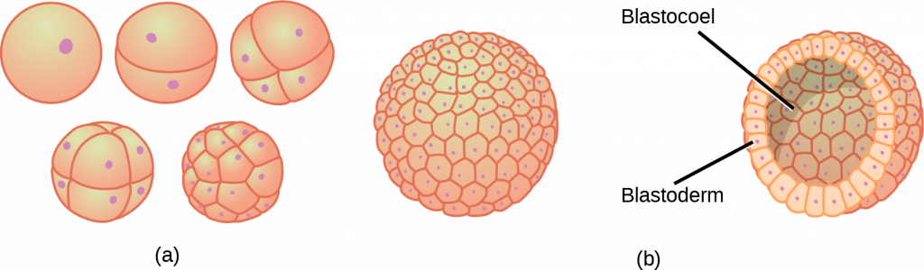 Part A illustration shows a fertilized egg divided into two, four, eight, sixteen and thirty-two cells. Part B shows a hollow ball of cells. The cells on the surface are called the blastoderm, and the hollow center is called the blastocoel.