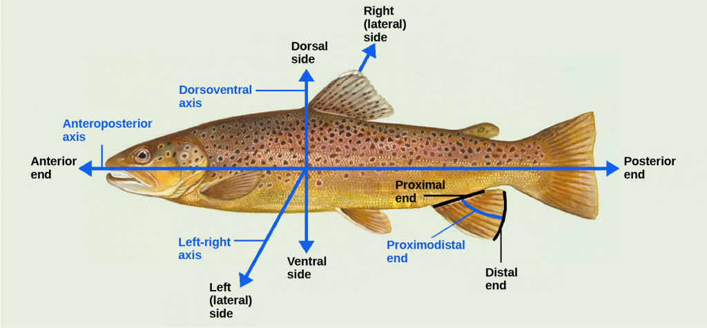 Illustration shows a fish dissected by lines into anterior (front) and posterior (rear) ends and dorsal (top) and ventral (bottom) surfaces. It also indicates that where the fishs fin contacts its body is the proximodistal end, and the outer edge of the fin is the distal end.
